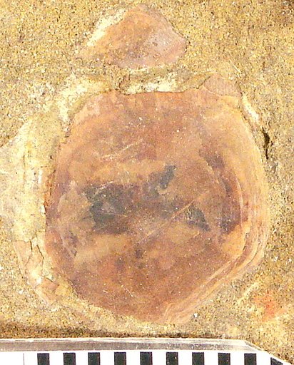 Helmintholepis vermiculatus Cockerell