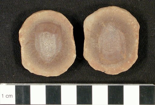 Sagenodus quincunciatus Cope