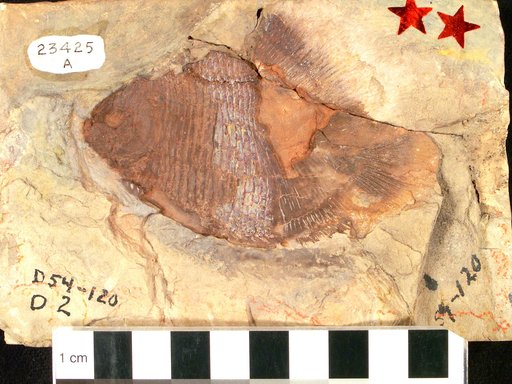 Hemicalypterus weiri Schaeffer, 1967