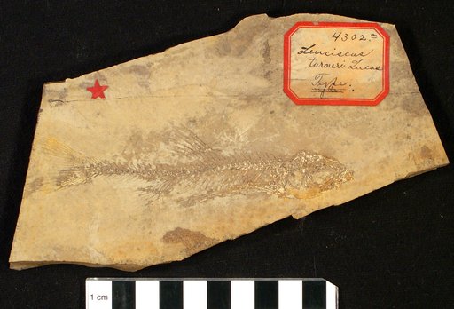 Leuciscus turneri Lucas