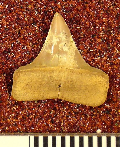 Oxyrhina praecursor var. americana Leriche