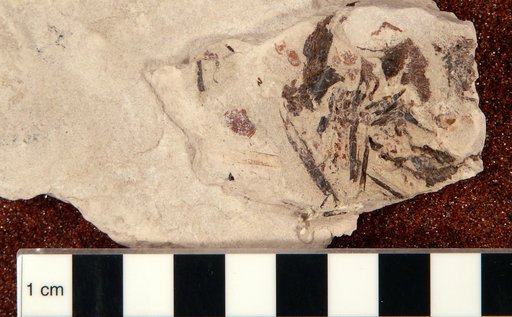Plioplarchus septemspinosus Cope