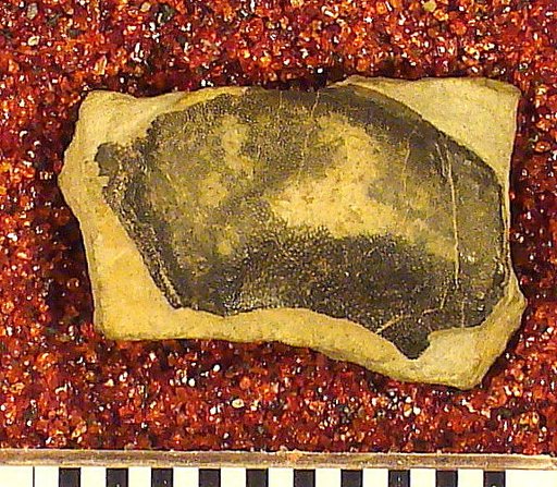Psephodus ? symmetricus St.John & Worthen