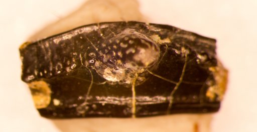 Venustodus variabilis St.John & Worthen