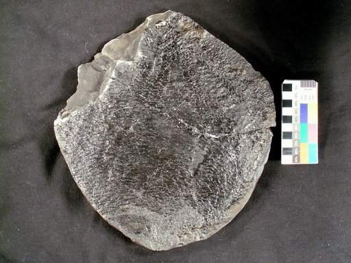 Tanypterichthys pridensis Weems & Windolph