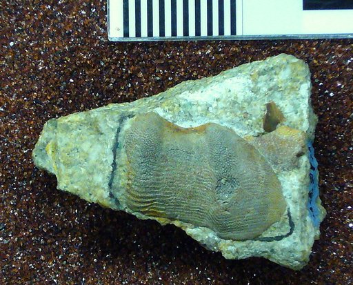 Chitonodus springeri St.John & Worthen