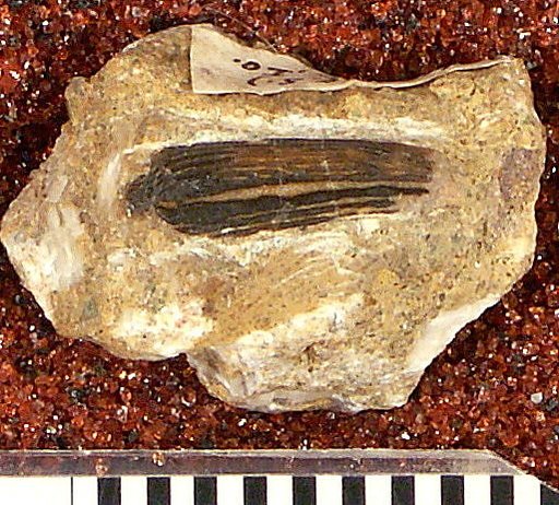Venustodus variabilis St.John & Worthen