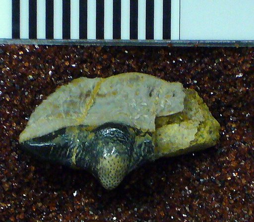 Chomatodus comptus St.John & Worthen