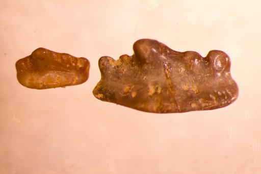 Mesodmodus ornatus St.John & Worthen