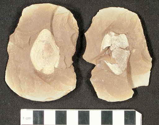 Sagenodus foliatus Cope