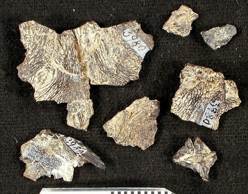 Rhineastes calvus Cope