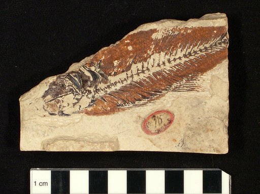 Mioplosus abbreviatus Cope