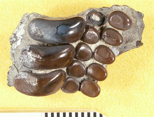 Pycnodus planidens Hay