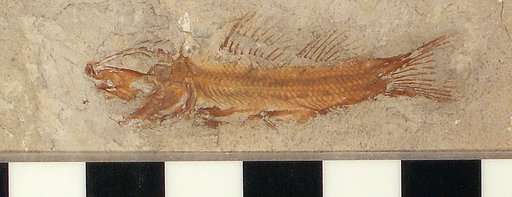 Notagogus minutus Eastman