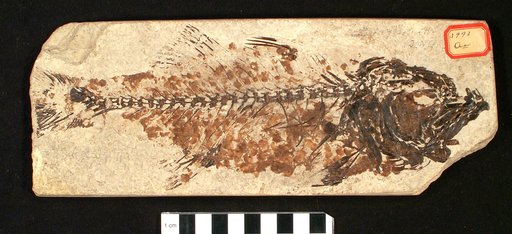Mioplosus labracoides Cope
