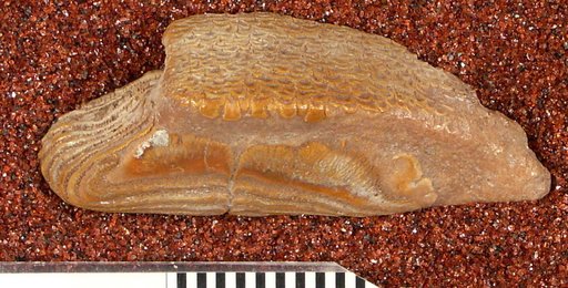 Diodon circumflexus Leriche
