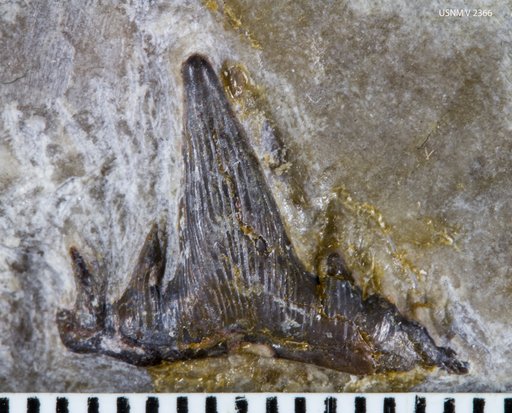 Cladodus formosus Hay