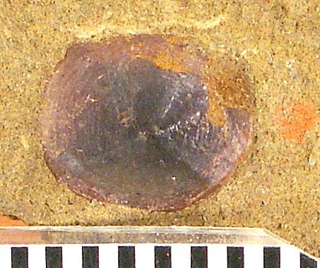 Hemilampronites hesperius Cockerell