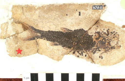 Pholidophorus americanus Eastman