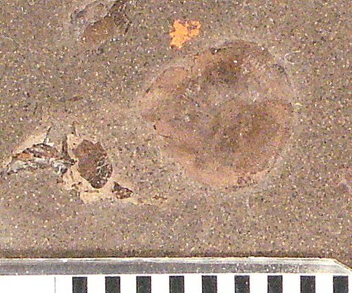 Holcolepis delicatus Cockerell