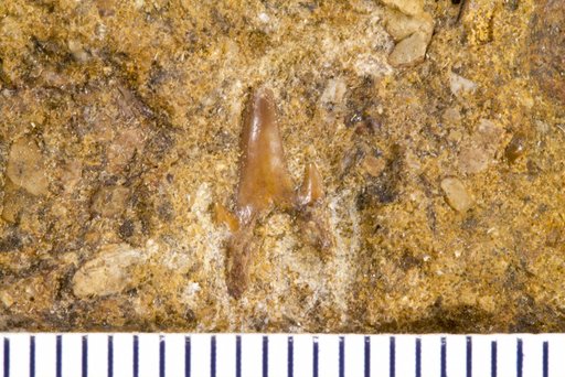 Scyllium gracilis Williston