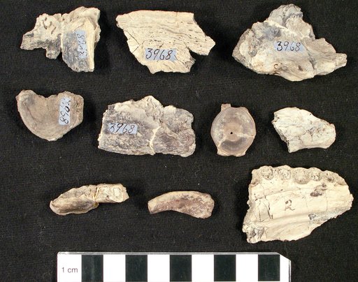 Pappichthys laevis Cope