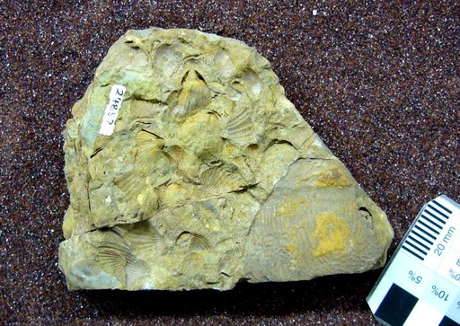 Glyptaspis eastmani Swartz