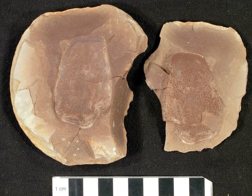 Sagenodus magister Cope