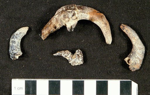 Semotilus posticus Cope