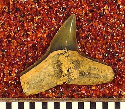 Sphyrna ? americana Leriche