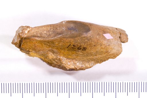 Rinodus calceolus Newberry & Worthen