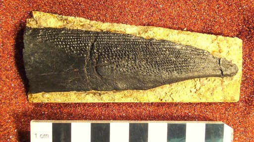 Ctenacanthus solidus Eastman