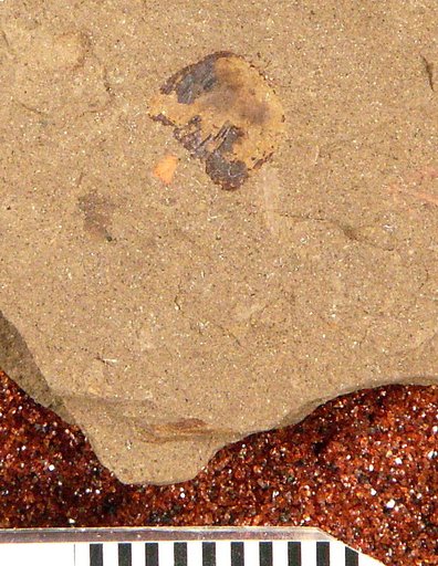 Centrarchites coloradensis Cockerell