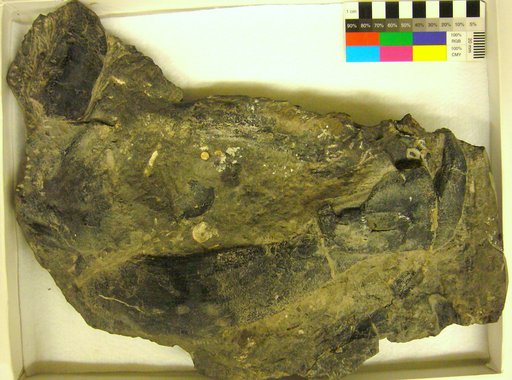 Dinichthys newberryi Clark