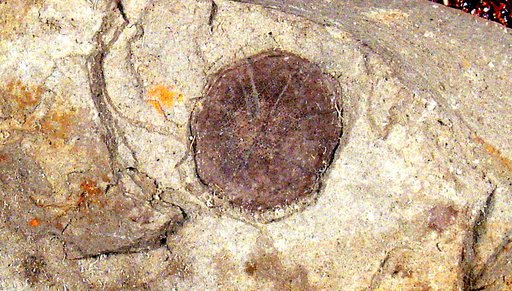 Erythrinolepis chicoensis Cockerell