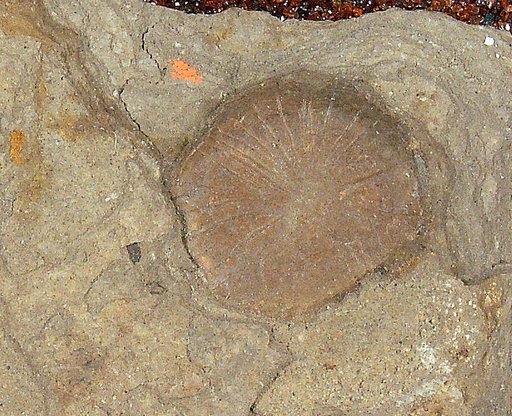 Erythrinolepis chicoensis Cockerell