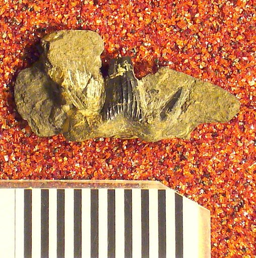 Cladodus girtyi Hay