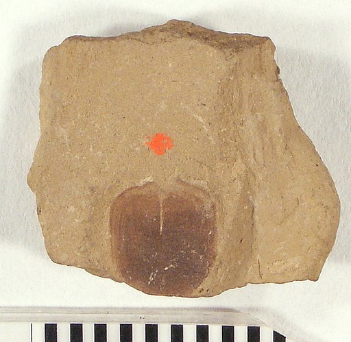 Petalolepis ? fibrillatus Cockerell