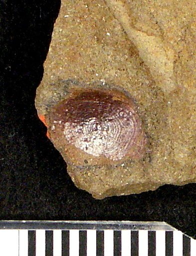 Cyclolepis stenodinus Cockerell