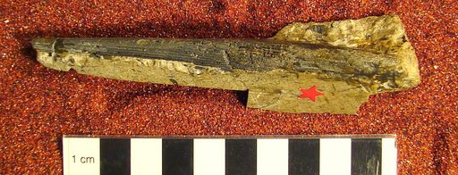 Ctenacanthus acutus Eastman