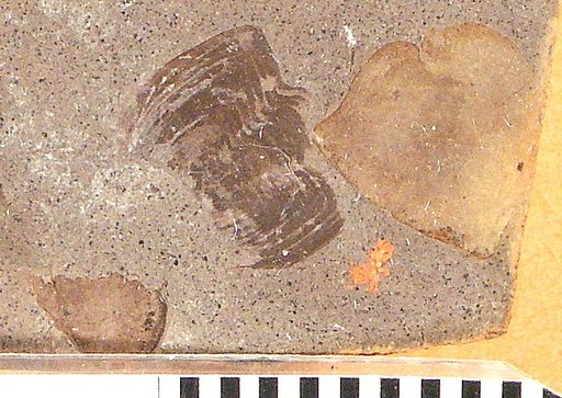 Hypsodon ? granulosus Cockerell