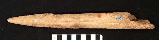 Istiophorus calvertensis Berry