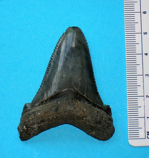Carcharocles megalodon