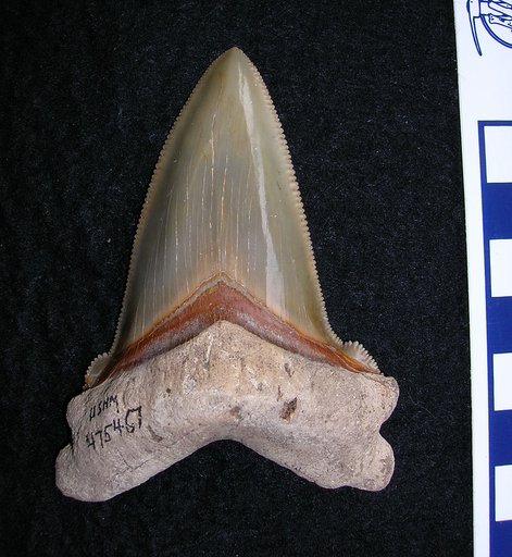 Carcharodon subauriculatus Agassiz, 1839