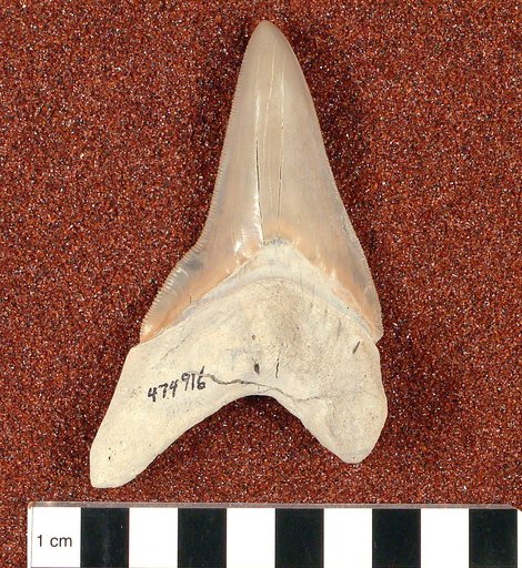 Carcharocles megalodon