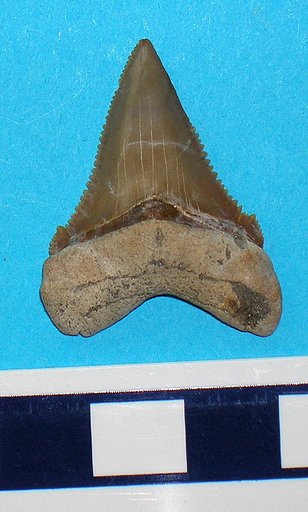 Carcharodon subauriculatus Agassiz, 1839