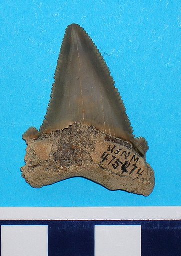 Carcharodon subauriculatus Agassiz, 1839