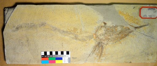 Aspidorhynchus sp