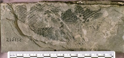 Redfieldia sp