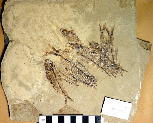 Knightia sp